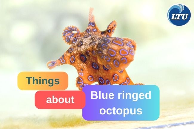 Blue-ringed octopus - Stock Image - C012/2695 - Science Photo Library