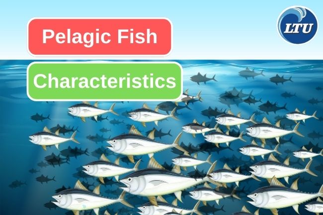 8 Unique Features Of Pelagic Fish