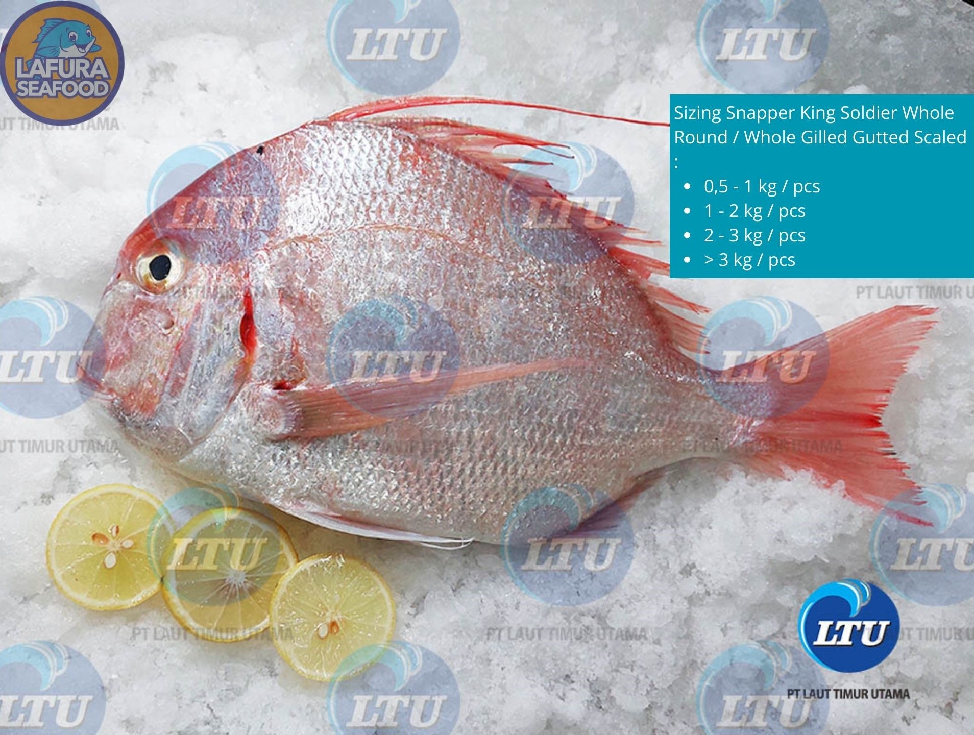 Snapper King Soldier Bream Whole Round / Whole Gilled Gutted Scaled